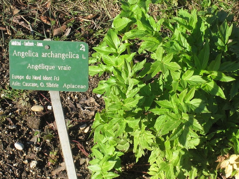 angelica archangelica