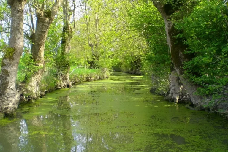 Venise - verte -Koralia Niort